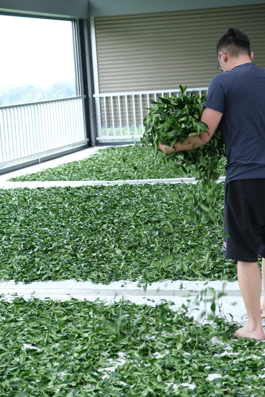 剛採下的茶菁攤平在布上進行日光萎凋