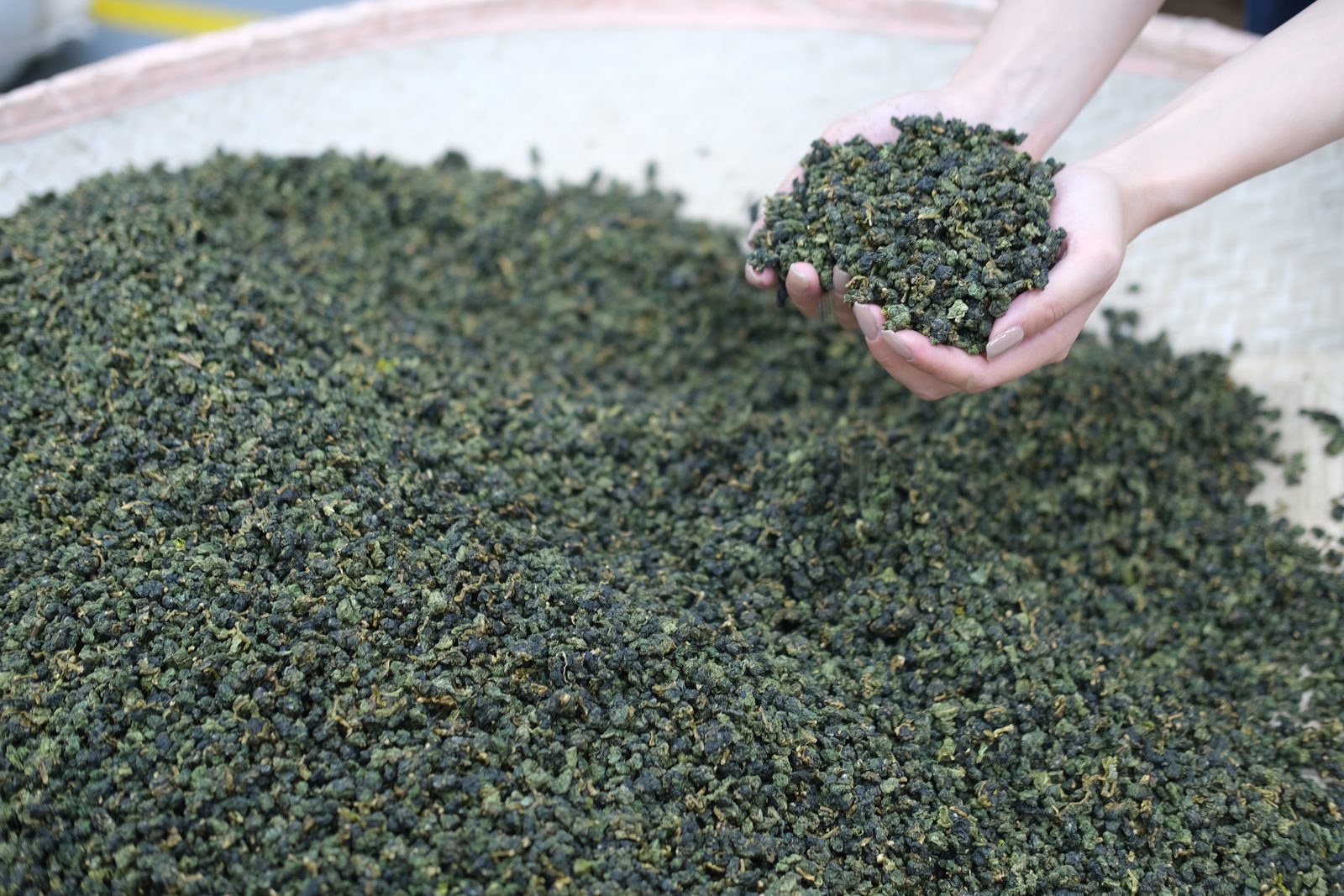雙手捧起剛完成的半球形毛茶