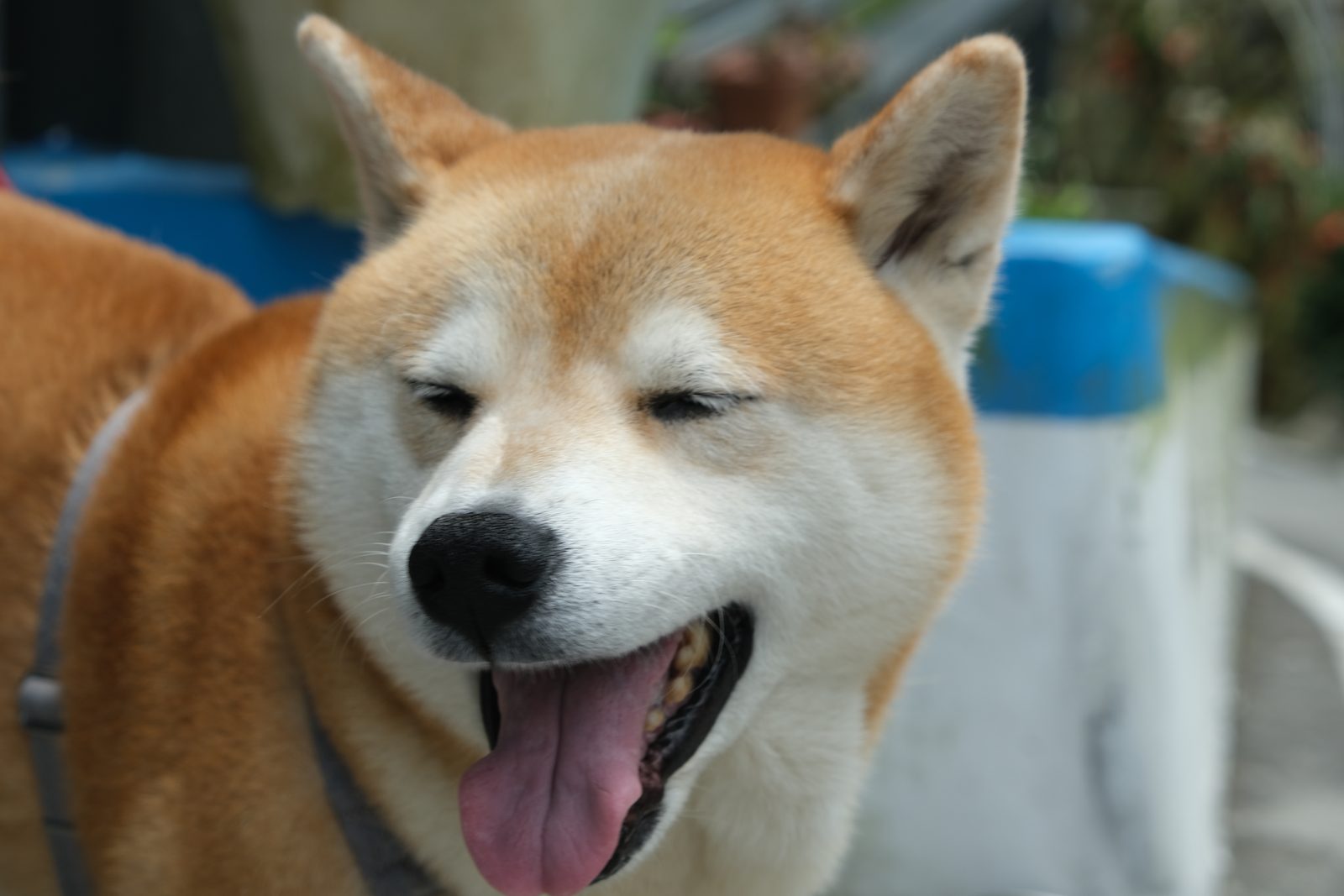 咧嘴大笑的柴犬酷吉
